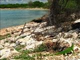 Playa Sucia - CABO ROJO
